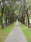 walkway under trees.JPG (117 KB)